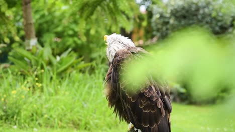 strong wild eagle resting in summer day