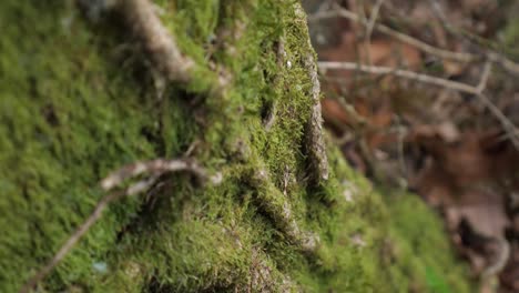 tree trunk close up wit