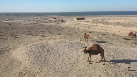 Einige-Kamele-In-Der-Wüste-In-Der-Nähe-Des-Meeres-Kamele-In-Der-Wüste-Und-Im-Meer