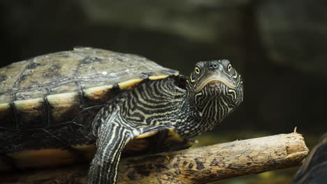 portrait of northern map turtle resting on log and looking around