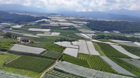 drone moves forward over coredo’s apple tree farm, capturing rows of greenhouses and farmland under a partly cloudy sky in trentino