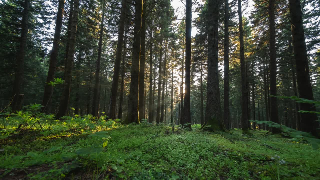 Beautiful sunlight in the forest