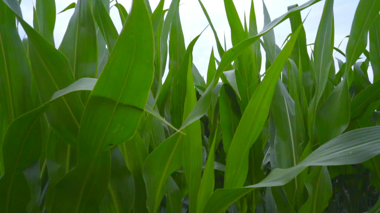 campo verde de maíz. hojas de maíz en el campo. primer plano del campo de maíz