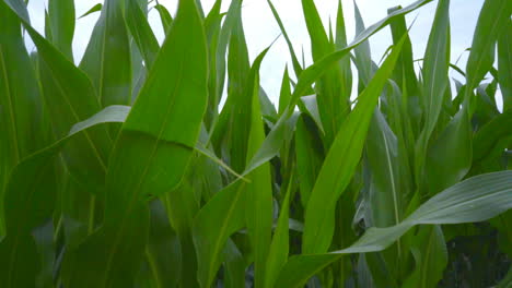 green field of corn. corn leaves on field. closeup of corn field