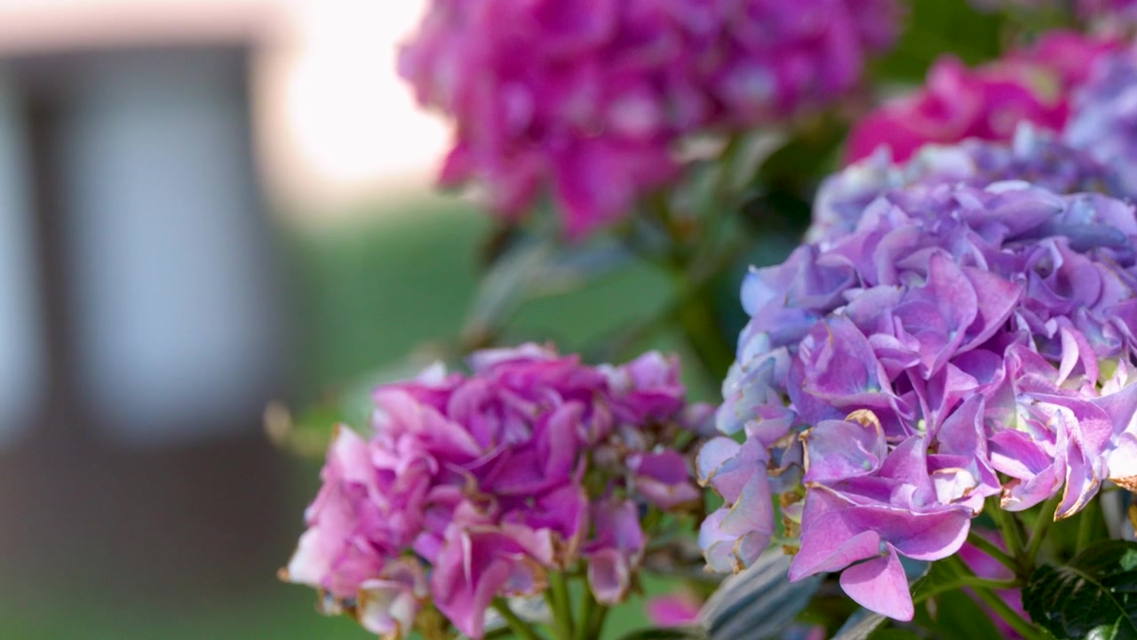 Vibrant purple and pink hydrangea blossoms sway gently in a garden with soft natural lighting.
