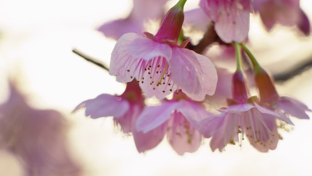 Close-up of Beautiful Pink Cherry Blossoms