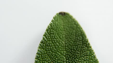 sobre un fondo blanco de salvia 4k