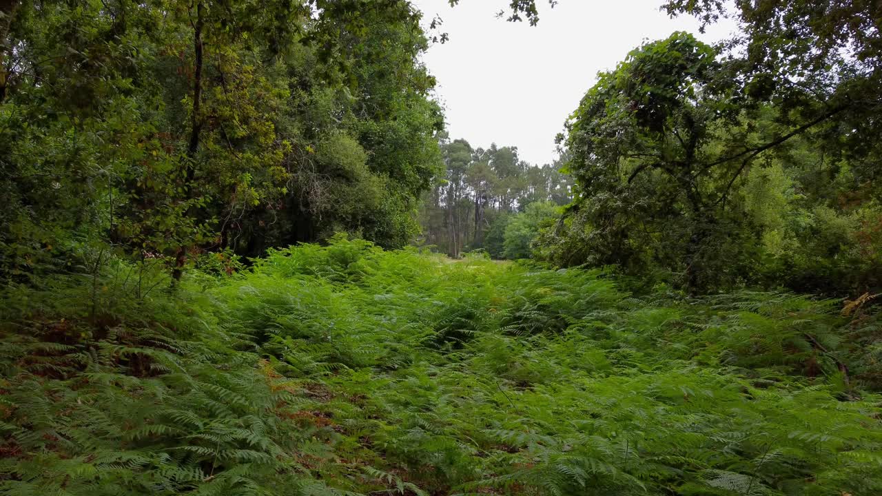 4K drone low-level tracking shot gliding over lush green fern plants on the forest floor, revealing dense woodland in a wild Galician landscape, Spain, on an overcast day