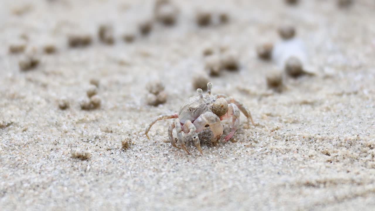 유령 크래브가 모래 해변을 가로질러 움직인다