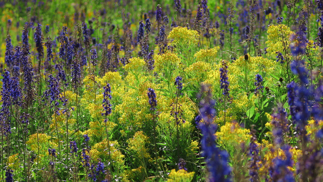 Butterflies Flying Over Candle Larkspur Flower Fields. Slow Motion, Zoom Out