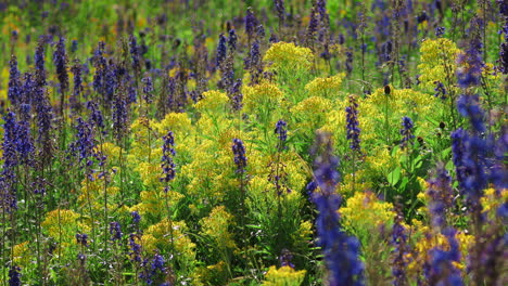 butterflies flying over candle larkspur flower fields. slow motion, zoom out
