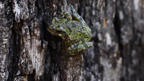 Static-macro-video-of-a-juvenile-Grey-Tree-Frog-on-a-tree