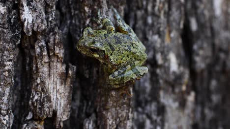 video macro estático de una rana arbórea gris juvenil en un árbol