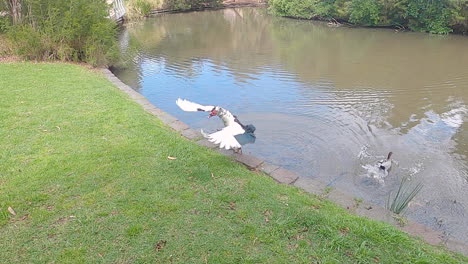 patos en un estanque batiendo sus alas mientras salta fuera del agua