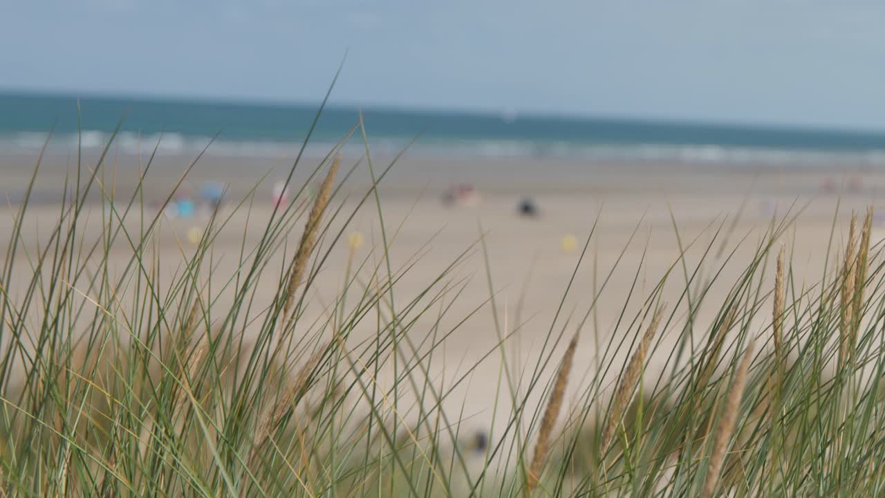 Tall dune grass sways in wind, overlooking tranquil sandy beach and blue ocean under daylight