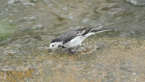 white wagtail bird drink water from running stream close-up in geumsan, south korea