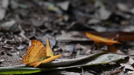 yeoman común, cirrochroa tyche mithila, agitando rápidamente sus alas hacia arriba y hacia abajo con su ala derecha rota, en el parque nacional kaeng krachan, cámara lenta