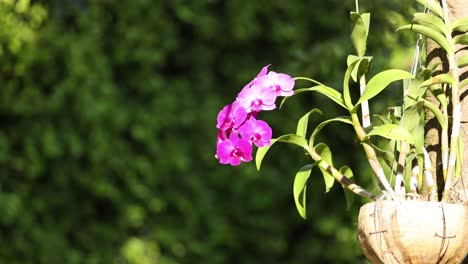 time-lapse of flowers opening in sunlight