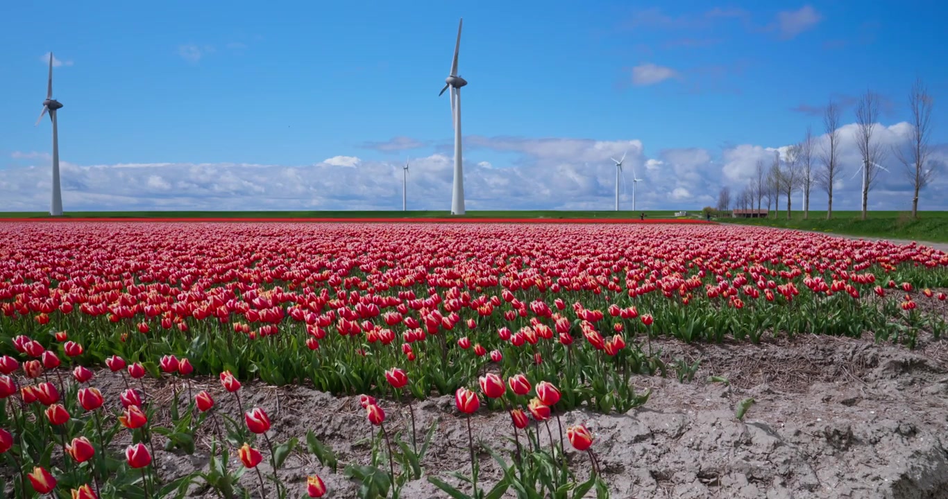 Scenografico campo di tulipani olandese con file di fiori rossi e turbine eoliche.