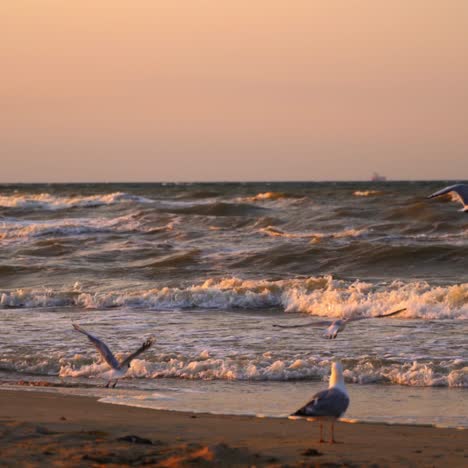 seagulls walking on the seashore. foamy waves in the evening sea. some gull birds flying away from the beach at sunset.