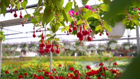 Rote-Hängende-Fuchsiafarbene-Hängepflanzen,-Geranien-Gleiten-Vorbei