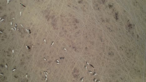grazing cows in a dry meadow captured from a drone's aerial view, moving forward