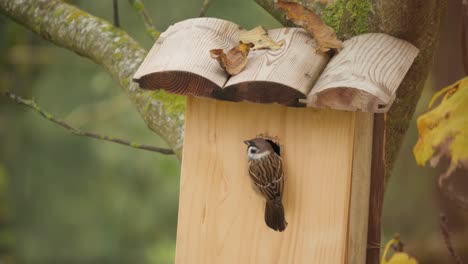 Feldsperling-überprüft-Nistkasten-Und-Fliegt-Weg