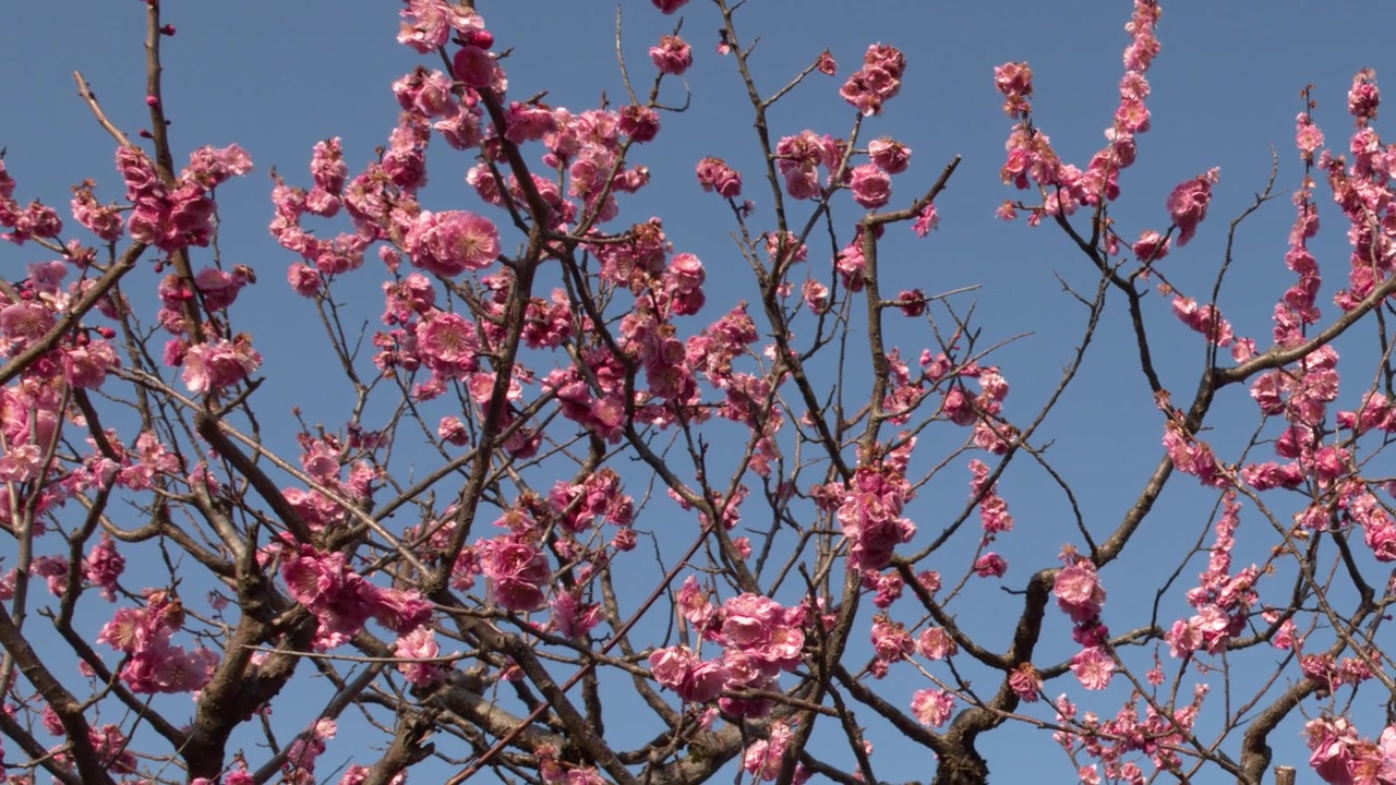 Vivaci fiori di pruno rosa ondeggiano dolcemente su rami scuri contro un cielo azzurro brillante