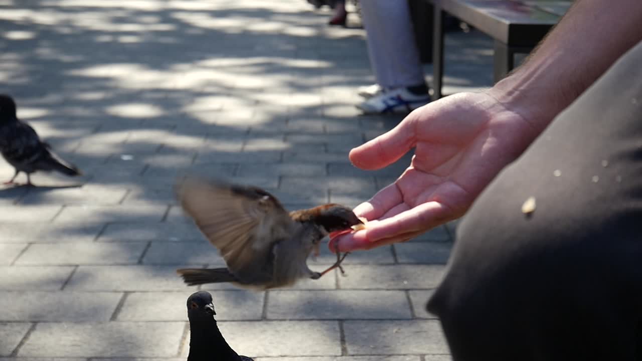 Man feeding sparrow by hand with breadcrumbs. Slow motion, close up