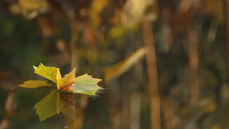 fallen tree leaf floating in a calm water stream in autumn