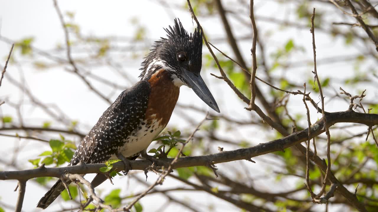 martín pescador gigante sentado en una rama en un parque de vida silvestre en sudáfrica