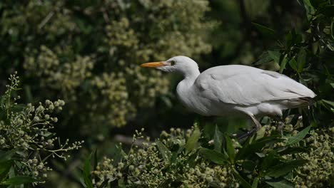 Cattle-egret-wandering-on-the-trees-of-the-marsh-land-of-Bahrain-for-food