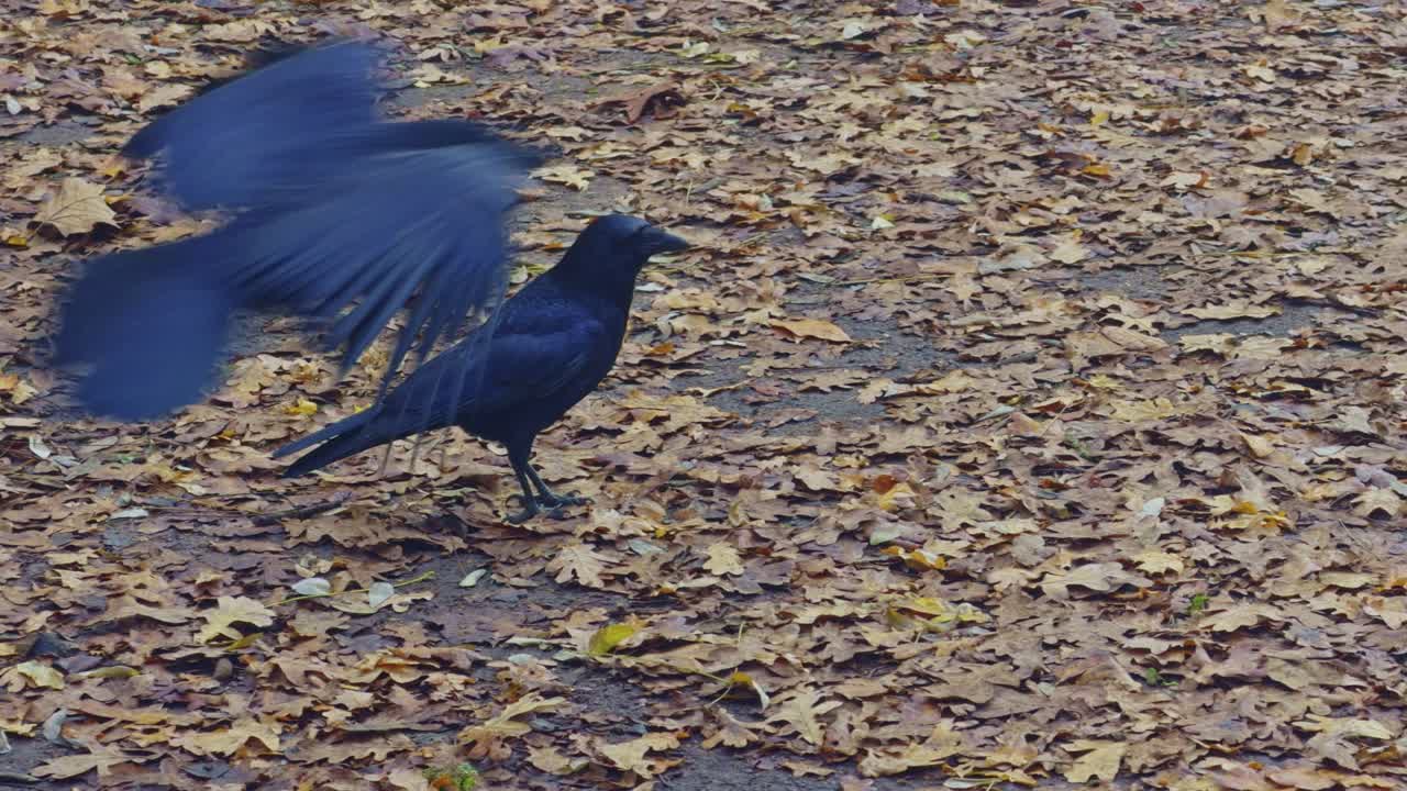 Un corvo nero cammina su un tappeto di foglie autunnali cadute in un parco. Ideale per concetti relativi alla fauna selvatica urbana, alla natura stagionale e al comportamento animale.