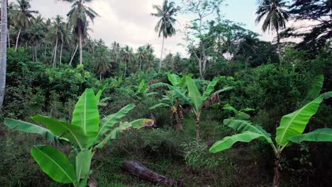 Antena-De-Movimiento-Lento-Y-Bajo-Sobre-árboles-De-Plátano-Jóvenes-En-El-Bosque-De-La-Selva