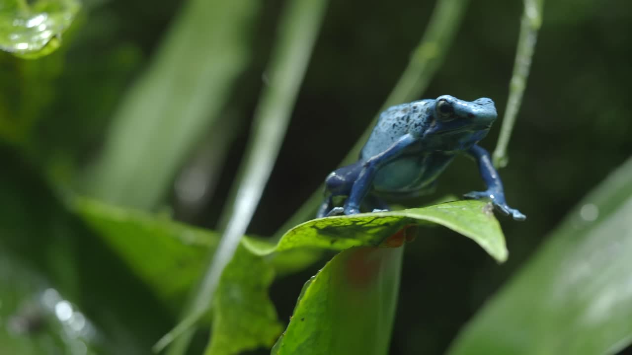 Blue Poison Dart Frog on a Green Leaf