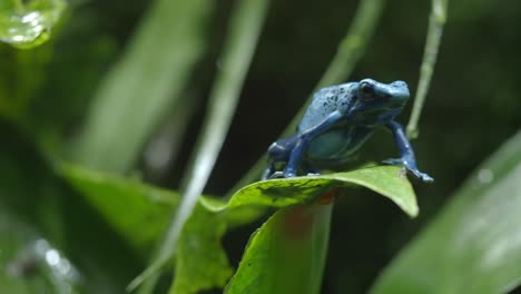 blue poison dart frog on a green leaf