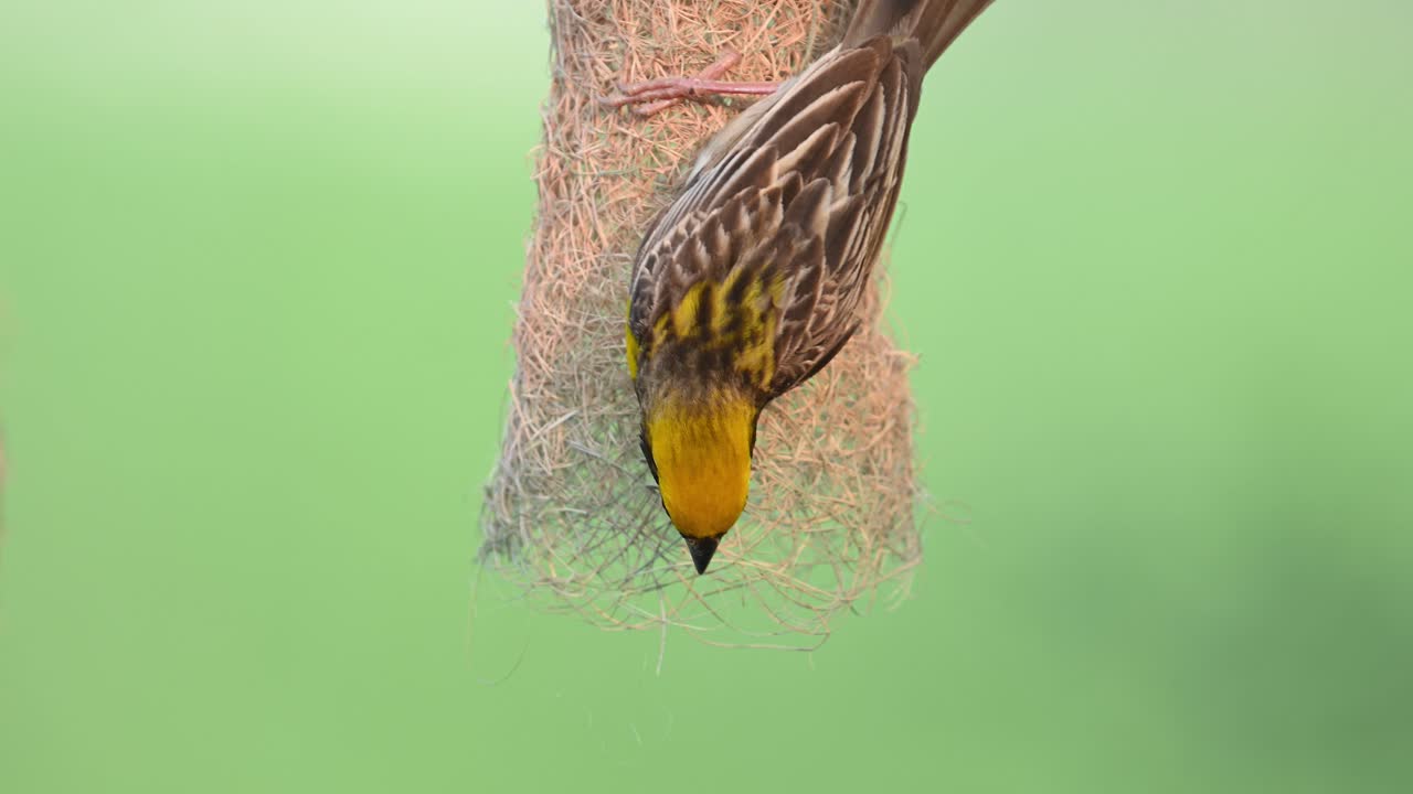 Fascinating wildlife moment of Baya Weaver creating nest with dedication