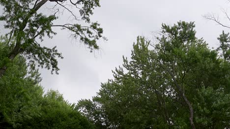 Toma-En-ángulo-Bajo-De-árboles-Verdes-En-Clima-Ventoso,-Bajo-Un-Cielo-Azul