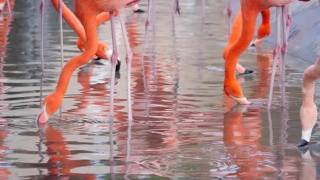 flamencos brillantes y coloridos se bañan y beben agua en grupo