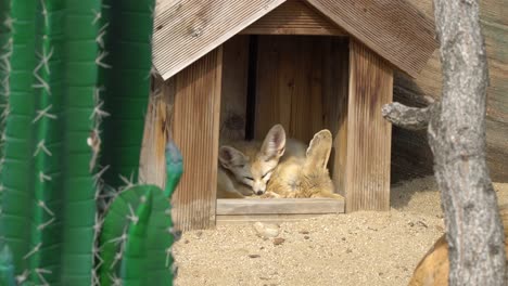 two fennec foxes sleeping in the wooden house under the sun in early spring in the zoo in south korea