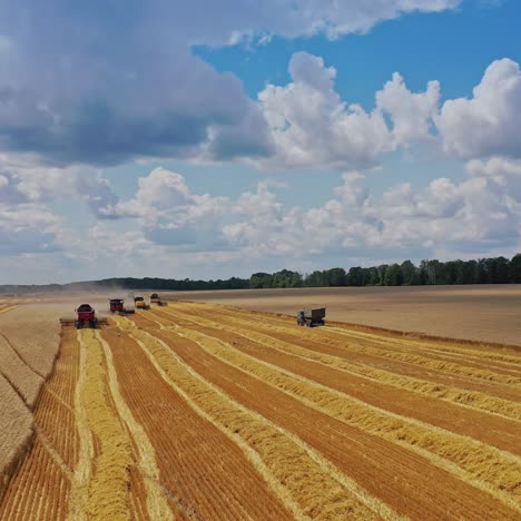 seasonal works on the golden field. agricultural machinery collecting ripe harvest in a summer day time. harvesting crop.