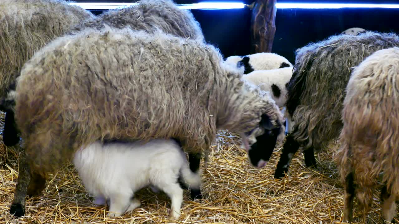 Pecore e agnelli in fattoria.