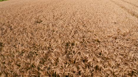 Flight-over-the-wheat-field-at-sunset