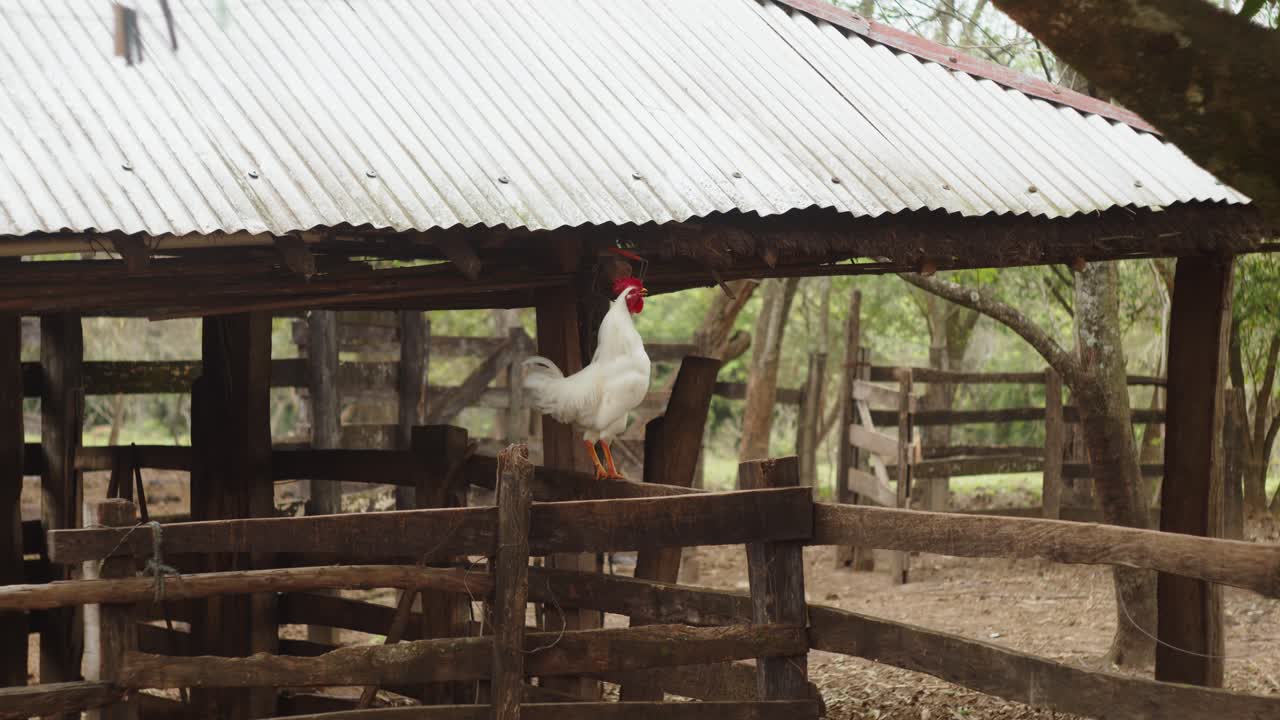 cerca de un gallo blanco en un corral de madera cantando por la mañana