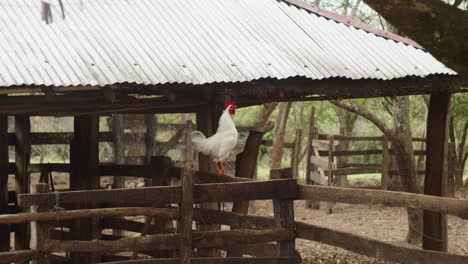 close up white rooster on a wooden pen crowing in the morning