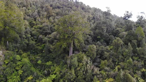 Aerial-orbit-of-Square-Kauri-tree-reveal-of-3-another-majestic-Kauri-trees