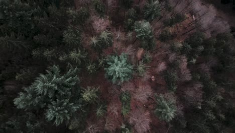 top-down aerial view of the black forest during autumn, germany. tall green trees and scattered dry branches under soft, natural overcast light. famously known for its dense and diverse woodland.