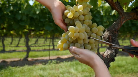 close-up of hands harvesting white grapes in a vineyard