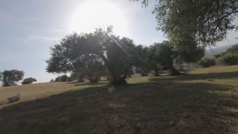 Antena-Fpv-Sigue-Vuelo-De-Baja-Precisión-De-Drones-Entre-Olivos