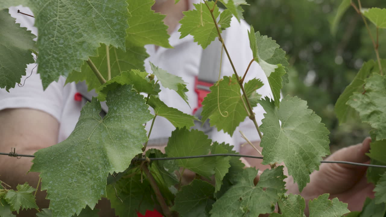 Vineyard worker sorting the vine shoots